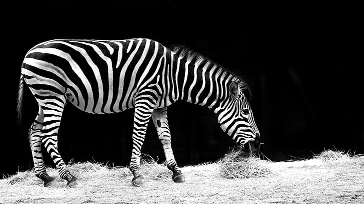 zebra, HD wallpaper