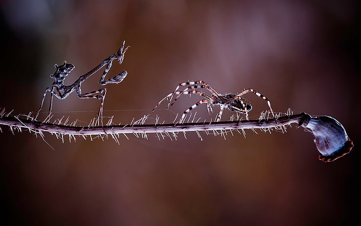 brown spider and brown praying mantis, mantis, spider, branch, scramble, insects, HD wallpaper