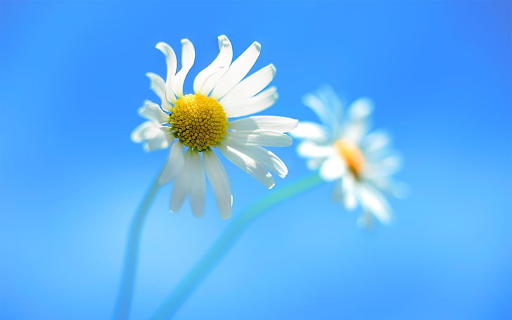 due fiori margherita, natura, fiori, primo piano, fiori bianchi, Windows 8, macro, Sfondo HD