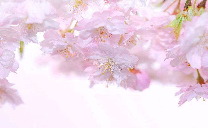 Delicate, pink flowers, Cute, Nature, Flower, Spring, Cherry, Garden, Pink, Flowers, Macro, Close, Romance, Bloom, Pastel, Tender, cherryblossom, japanesecherryblossom, delicate flower, HD wallpaper