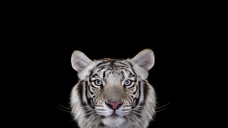 белый бенгальский тигр, фотография, млекопитающие, кошка, тигр, простой фон, белые тигры, большие кошки, HD обои