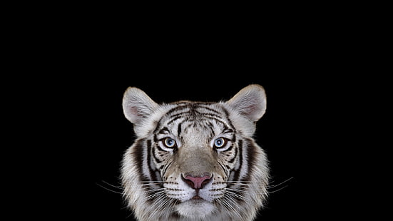 เสือโคร่งขาว, การถ่ายภาพ, สัตว์เลี้ยงลูกด้วยนม, แมว, เสือ, พื้นหลังที่เรียบง่าย, เสือขาว, แมวตัวใหญ่, วอลล์เปเปอร์ HD HD wallpaper