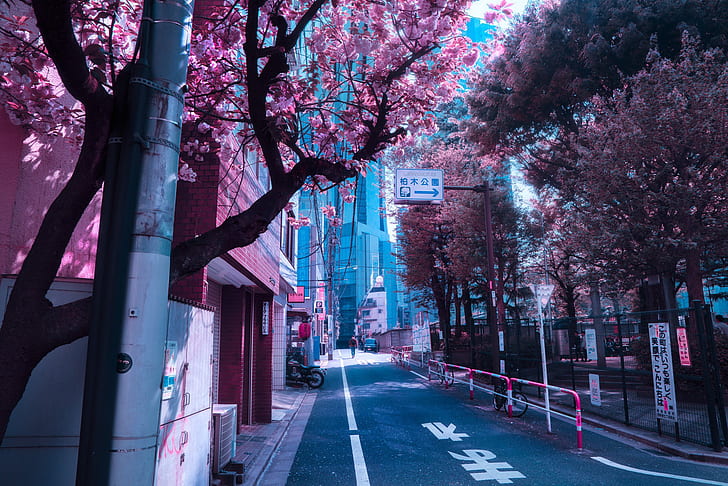 Japão, floração na primavera, rua da cidade, HD papel de parede