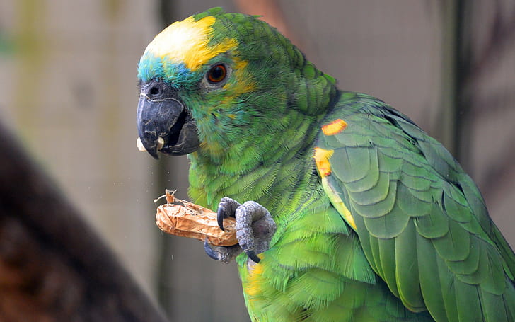 parrot, bird backgrounds, food, color, Download 3840x2400 parrot, HD wallpaper
