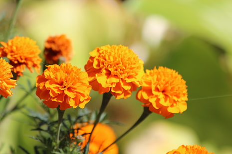 orange flowers, flowers, nature, orange, marigolds, HD wallpaper HD wallpaper