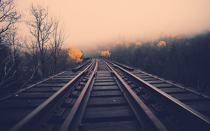 Tres rieles de tren marrón, tren en tren entre árboles marchitos, bosque, niebla, otoño, ferrocarril, paisaje, Fondo de pantalla HD