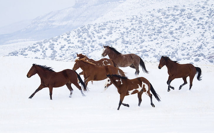 sei cavalli marroni, cavallo, neve, animali, Sfondo HD