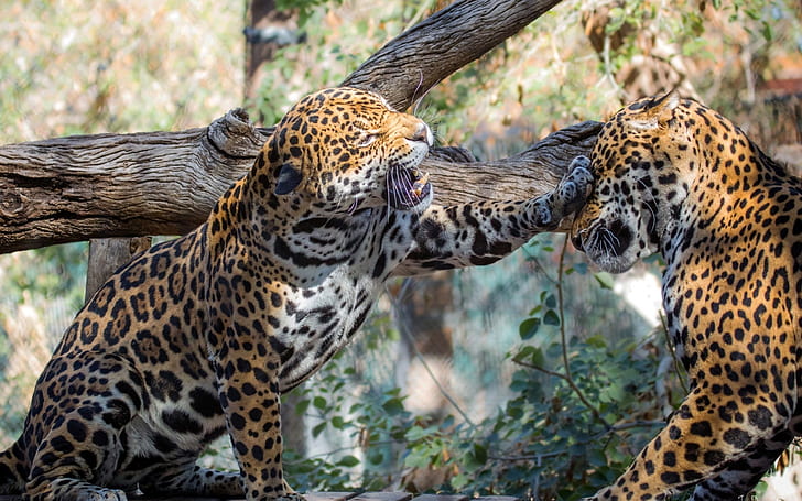 Jaguar Couple, leopard animal, jaguars, jungle, HD wallpaper