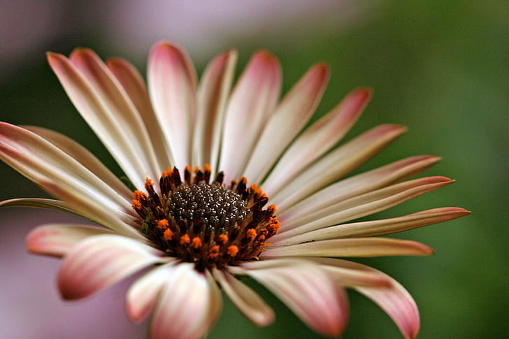 pink and brown Osteospermum flower in bloom close-up photot, pink and brown, Osteospermum, flower, in bloom, close-up, african daisy, white, cream, orange, macro, bokeh, green, wow, beautiful, top, f25, nature, plant, daisy, petal, HD wallpaper