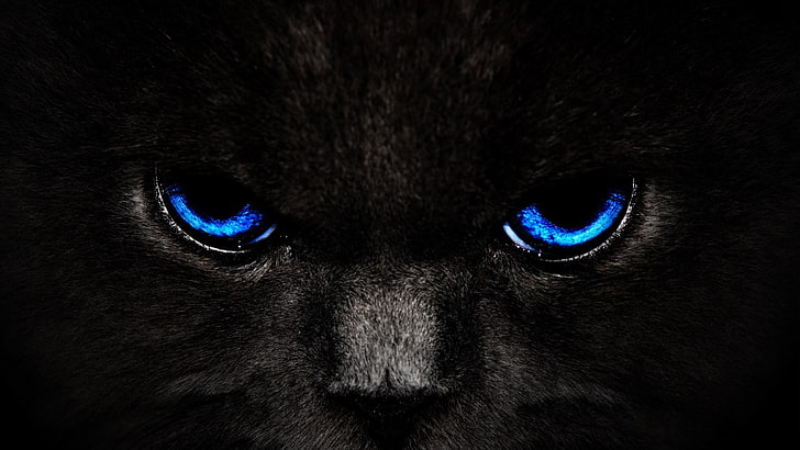 черная кошка цифровые обои, кошка, глаза, HD обои
