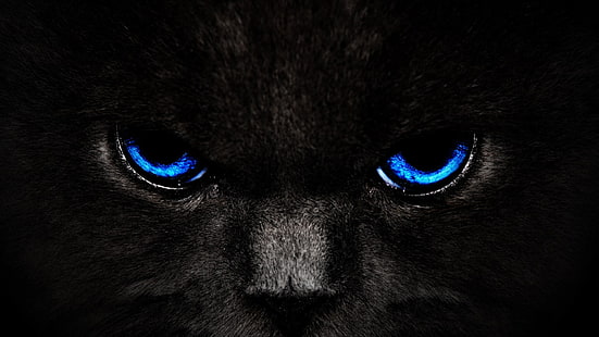 قطة سوداء خلفية رقمية ، قطة ، عيون، خلفية HD HD wallpaper