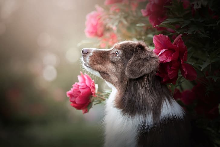 flowers, nature, animal, Bush, dog, profile, bokeh, Aussie, HD wallpaper