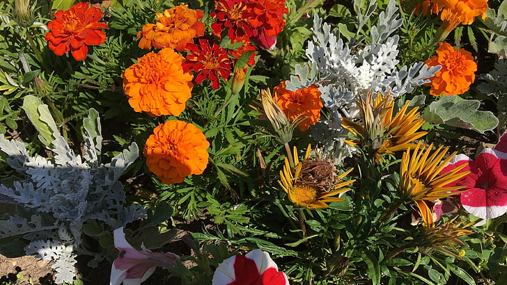 цветя, есен, оранжеви фловерси, HD тапет