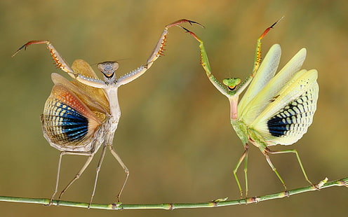 Animal, Praying Mantis, Grasshopper, Insect, HD wallpaper HD wallpaper