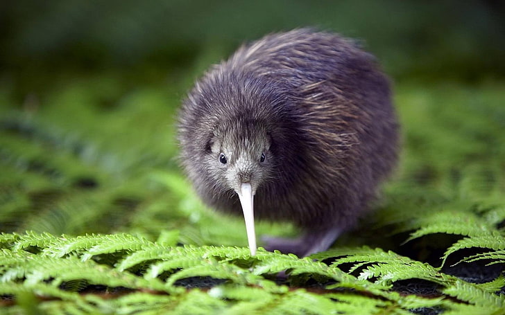 purpurrotes Tier auf grüner Farnanlage, untitled, Kiwi (Tier), Vögel, Makro, HD-Hintergrundbild