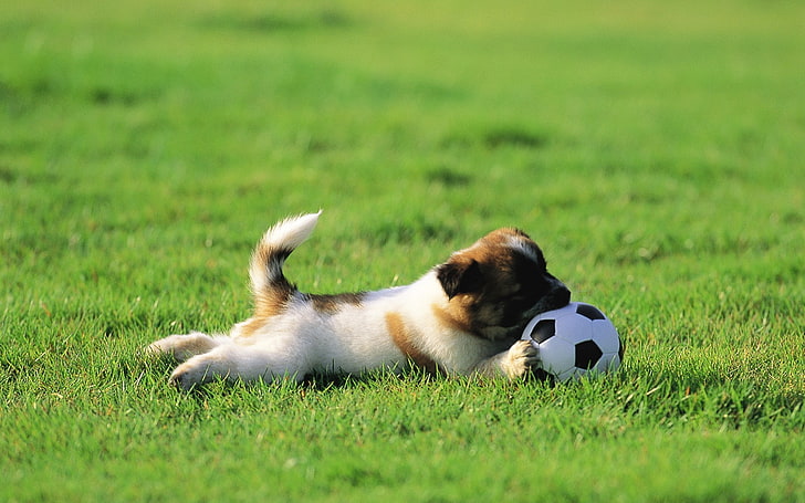 ลูกสุนัขสีน้ำตาลและสีขาวเคลือบสั้นหญ้าสนามหญ้าสุนัขลูกสุนัขลูกบอลเล่น, วอลล์เปเปอร์ HD