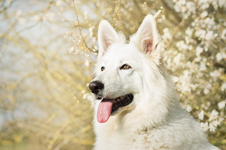 lingua, viso, cane, bianco, pastore, Il cane da pastore svizzero bianco, Sfondo HD
