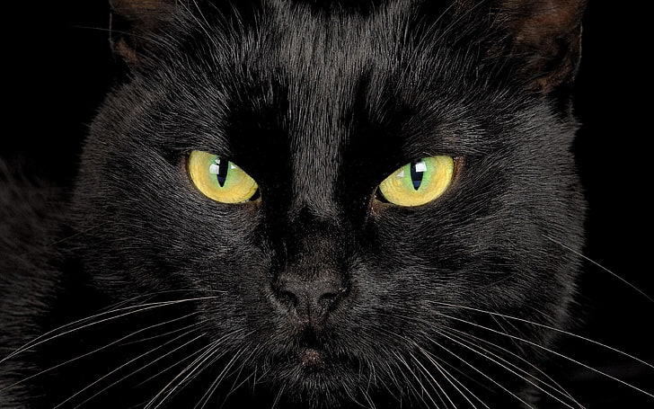 Black Cat With Yellow Eyes Desktop Wallpapers Hd0, HD wallpaper |  Wallpaperbetter