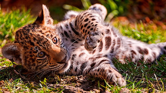 ジャガー、カブ、かわいい、赤ちゃん、野生動物、 HDデスクトップの壁紙 HD wallpaper