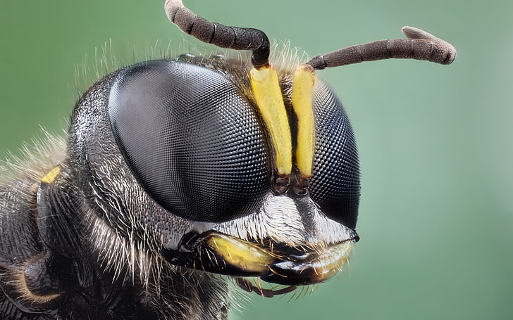ape nera e gialla, macrofotografia di ape, insetto, animali, natura, macro, Sfondo HD