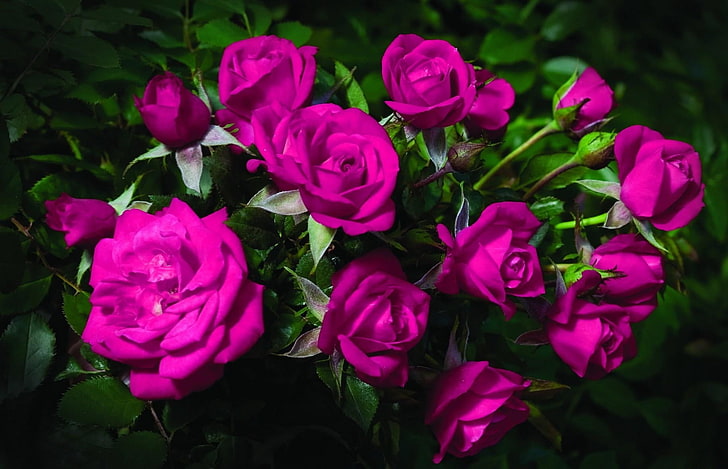 buket bunga mawar ungu, mawar, bunga, buket, indah, buram, hijau, Wallpaper HD