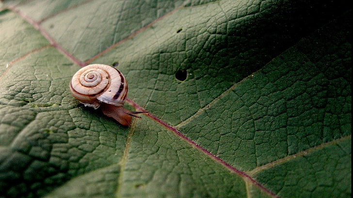 brown snail, animals, snail, macro, leaves, HD wallpaper
