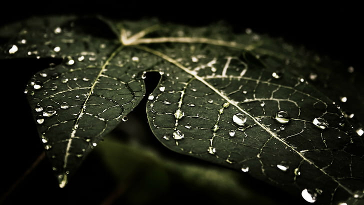 水滴、葉、自然、マクロ、暗い、水滴、葉、自然、マクロ、暗い、 HDデスクトップの壁紙