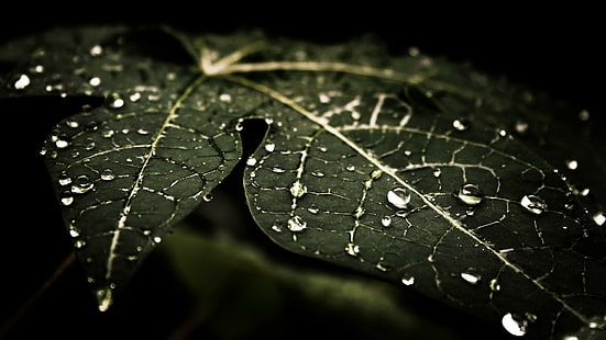 Wassertropfen, Blätter, Natur, Makro, Dunkel, Wassertropfen, Blätter, Natur, Makro, Dunkel, HD-Hintergrundbild HD wallpaper