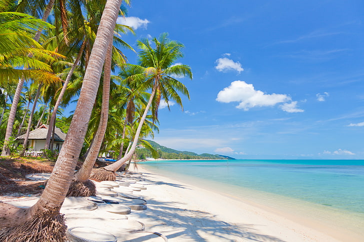 zielone liście palm kokosowych, piasek, morze, niebo, chmury, krajobraz, natura, Tajlandia, piękne, tropikalne, niebo, Samui, Koh Samui, tropikalna plaża, palmy kokosowe, palmy kokosowe, Tapety HD