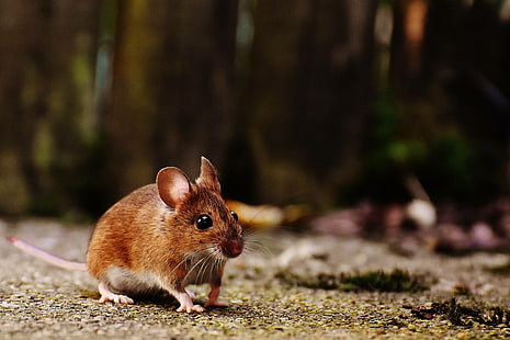 rodent, nager, mouse, animal, cute, mammal, nature, HD wallpaper HD wallpaper