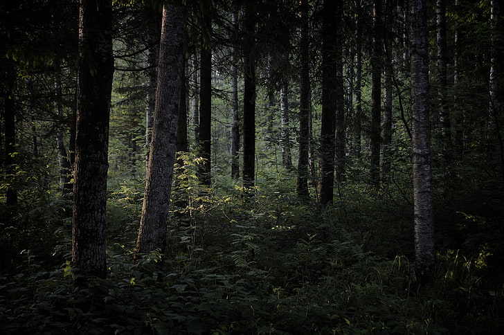 gelap, alam, pohon, hutan, Wallpaper HD
