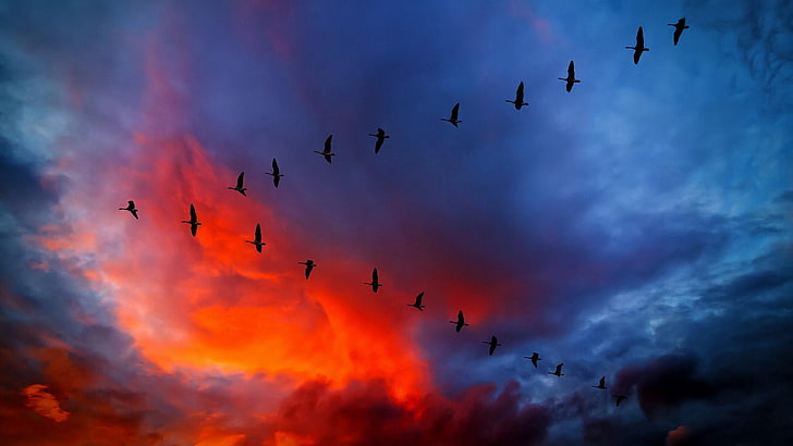 sky, cloud, afterglow, atmosphere, formation, dusk, cumulus, red sky, sunset, v formation, canada geese, geese, goose, HD wallpaper
