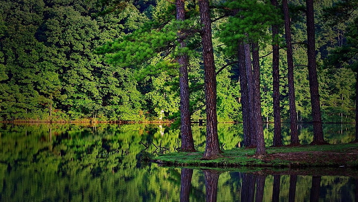 reflection, pine, tree, forest, water, lake, pine forest, trees, pine tree, wilderness, reflected, wetland, bayou, HD wallpaper