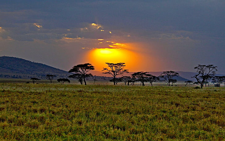 サバンナの日の出、アフリカ、サバンナ、ケニア、日の出、日没、自然と風景、 HDデスクトップの壁紙