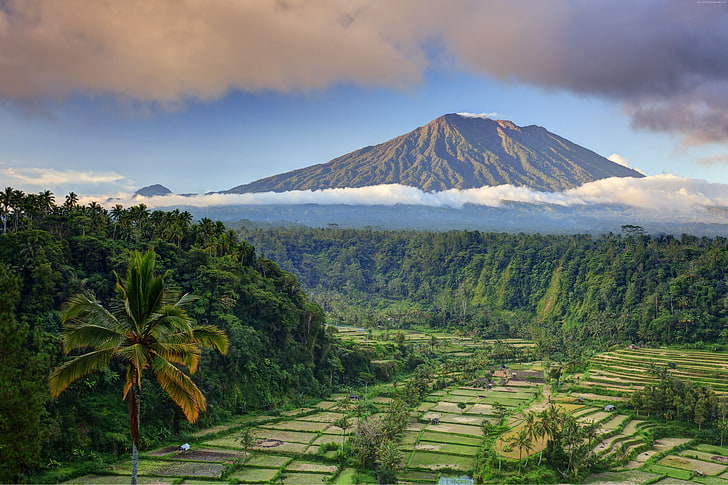 Bali, palmy, pole, góra, chmury, 5K, drzewa, Tapety HD