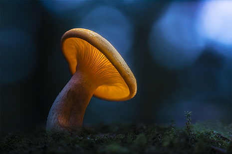 Magic Light, beige mushroom, setas, Macro, noche, Night, flares, mushroom, HD wallpaper HD wallpaper