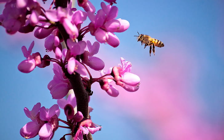 Bee and purple flowers, Bee, Purple, Flowers, HD wallpaper