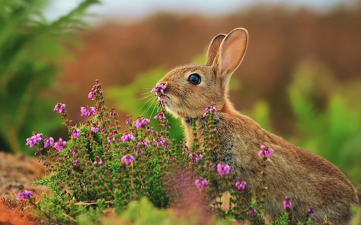 Animals close-up, hare, flowers, grass, Animals, Hare, Flowers, Grass, HD wallpaper