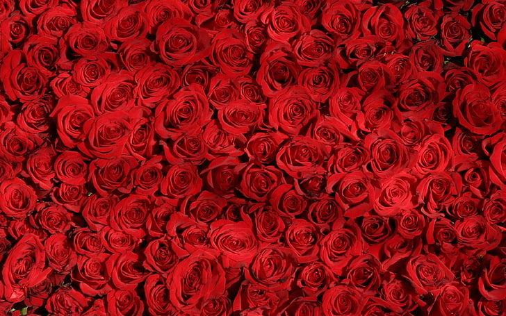 rosa, vermelho, padrão, flor, HD papel de parede
