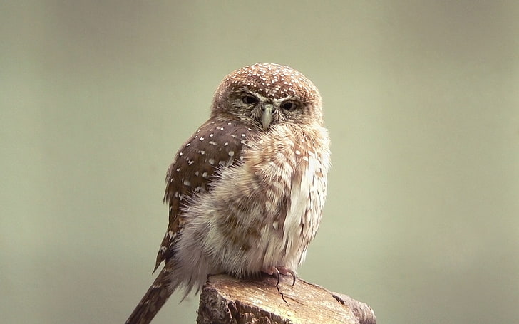 brown owl, feathers, beak, mug, owlet, HD wallpaper