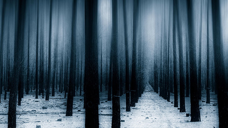 dark forest, snow, winter, twilight, forest, woodland, grove, HD wallpaper