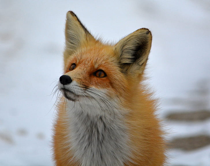 оранжева и бяла арктическа лисица, оранжева, бяла, арктическа лисица, природа, бозайници, животни, лисици, лисица, червена лисица, животно, бозайник, дива природа, животни в дивата природа, HD тапет