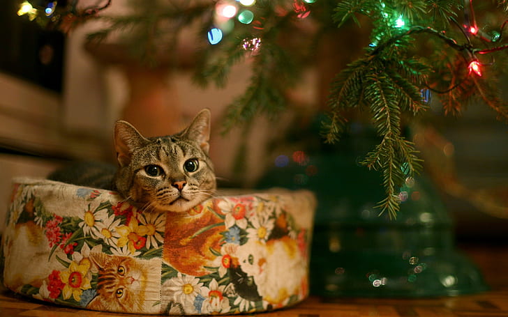 Christmas, New Year, cat, animals, lights, leaves, bokeh, HD wallpaper