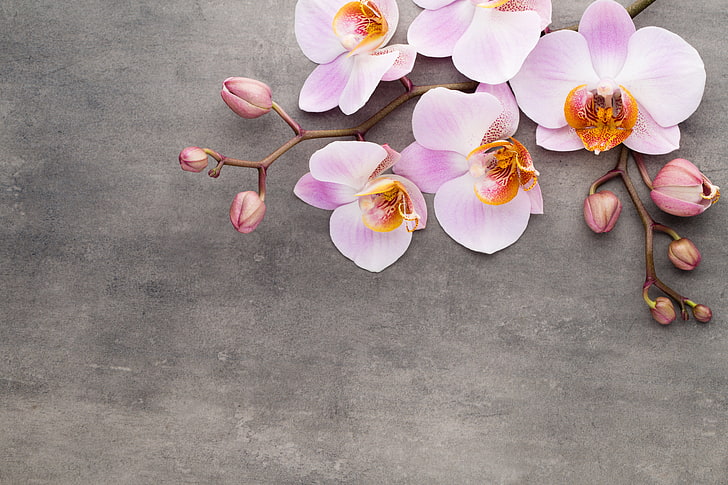 orquídeas Phalaenopsis roxas e alaranjadas, orquídea, rosa, flores, HD papel de parede