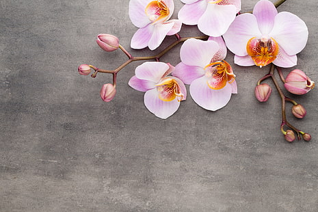 orquídeas Phalaenopsis roxas e alaranjadas, orquídea, rosa, flores, HD papel de parede HD wallpaper