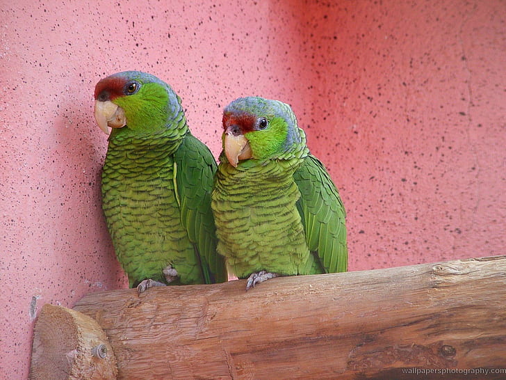 Aren't We Beautiful, colourful, parrots, nature, bird, green, perch, parrot, blue, pretty, animals, HD wallpaper
