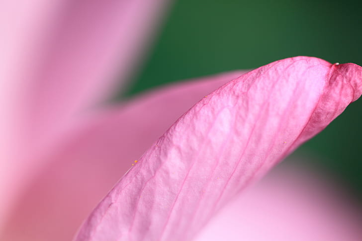 pink flower petal, lotus, lotus, Lotus, 蓮, pink, flower petal, 5D  Mark II, hi-res, resolution, 行田, さいたま, Canon EF, f/2, Macro, USM, nature, plant, close-up, flower, leaf, botany, pink Color, petal, beauty In Nature, HD wallpaper