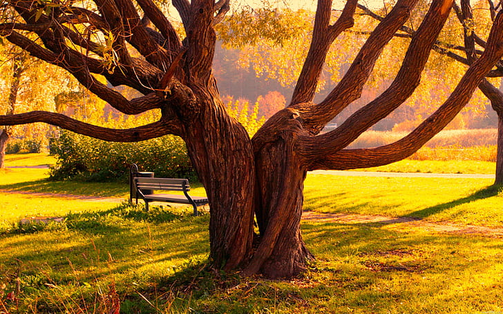 Pohon besar di taman musim gugur, bangku, rumput, Pohon besar, Musim Gugur, Taman, Bangku, Rumput, Wallpaper HD