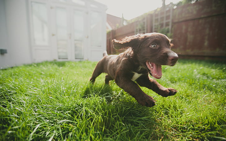 Puppy Dog Grass Run HD, chocolate labrador retriever puppy, animals, dog, grass, puppy, run, HD wallpaper
