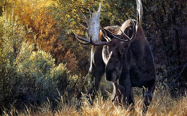 brown moose, deer, antler, grass, walk, HD wallpaper